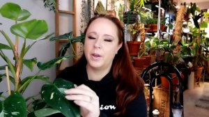 Philodendron Collection!!!!! Part 1