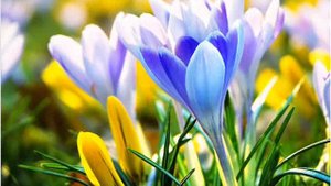 ВЕСНА МОЯ  исп Света