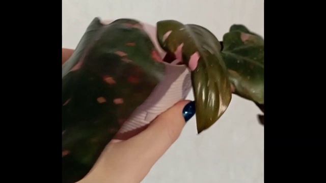 Філодендрони красунчики❤️"Pink Princess" і "Жовта кобра"🌺 смотреть онлайн