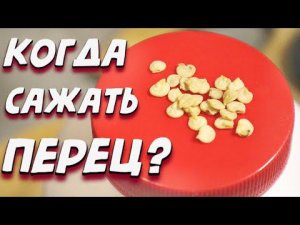 Точные сроки посадки перца в 2022 г на рассаду в разных регионах страны. Когда сажать сладкий перец?
