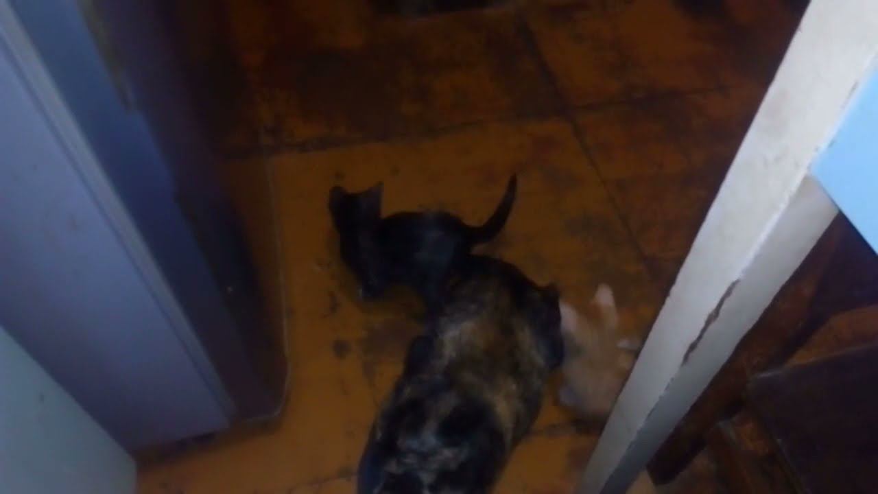 Котэ играют с хвостом смотреть онлайн