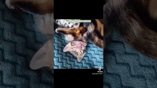 малыши мини леопарда - бенгалы #бенгальскийкот #бенгальскиекотята #бенгальскаякошка