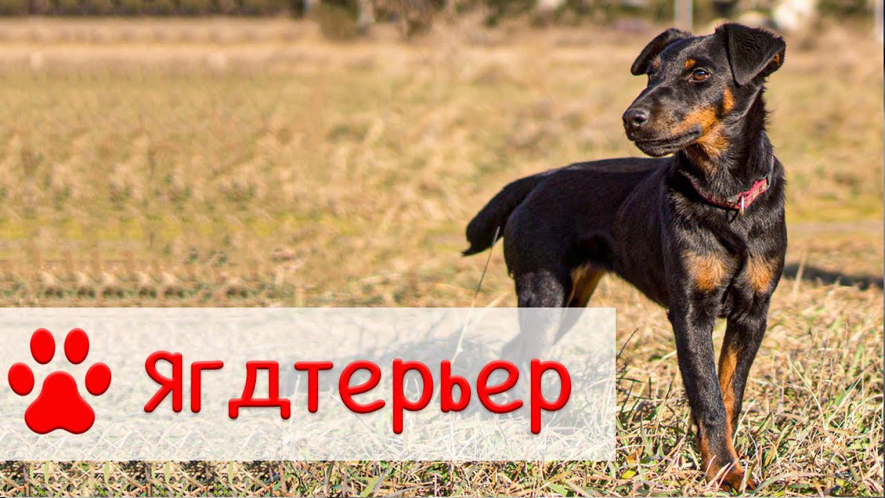 Ягдтерьер.mp4