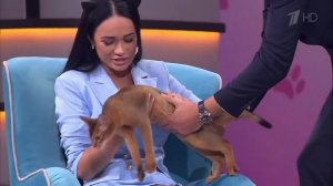 Лучше всех! Доктор кошачьих наук Глория Соловьева 15.10.2017