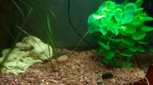 Как обустроить домашний аквариум для тритонов?