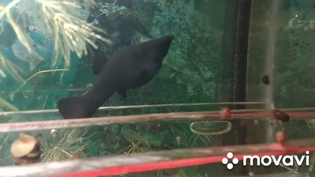 моллинезия чёрноя рожает светлых мальков смотреть онлайн