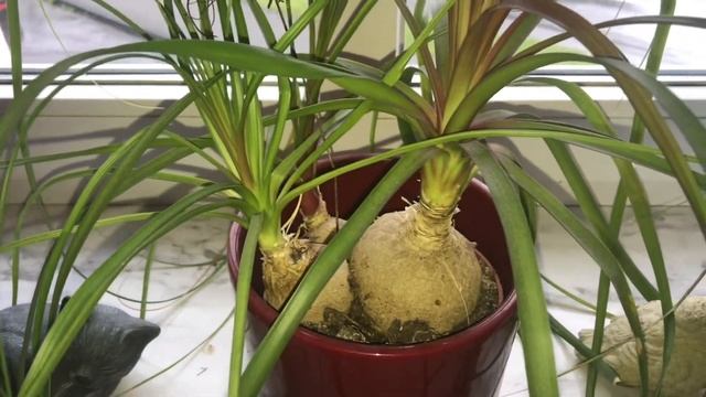 Beaucarnea recurvata elephant's foot, ponytail palm botanical information and tips смотреть онлайн