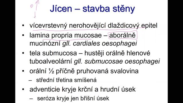 Trávení 2 hltan, jícen, žaludek 17 12 2020 смотреть онлайн