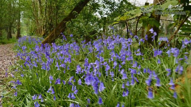 Bluebells Movie смотреть онлайн