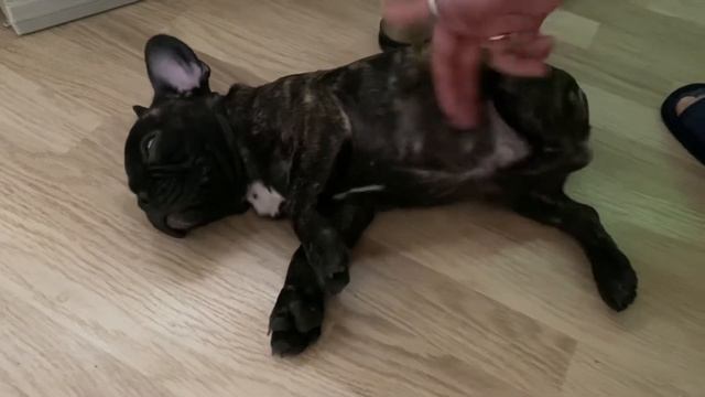 Французский бульдог ? смотреть онлайн