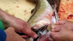 Чистка судака 2011г.