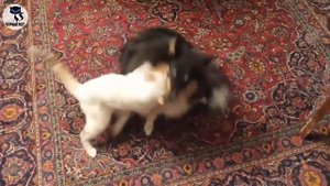 ✔ Шелти – небольшие овчарки, поражающие изяществом и роскошью экстерьера