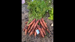 Изобион вред или благо? // Мое мнение после сезона работы // Ягодная Империя Анастасии