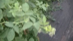 Маравила на Кубани