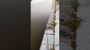 Дудерговский канал, дудик. Рыбалка в Санкт-Петербурге.