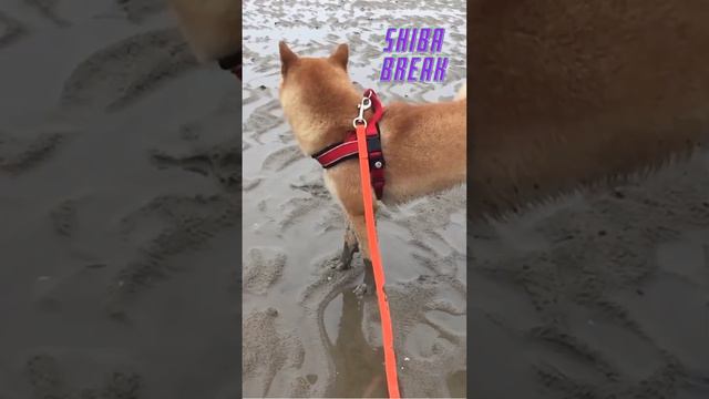 Cute Shiba Girl | Little Break