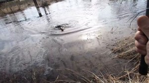 ВЕСЕННИЙ ЯЗЬ ЗА МОХТИКОМ НА ПОПЛАВОК УШАТАЛ МЕНЯ СОВСЕМ! ТАКАЯ РЫБАЛКА МЕЧТА ЛЮБОГО РЫБАКА!