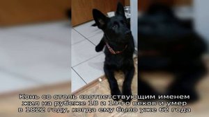 Продолжительность жизни лошадей