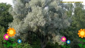 Ива белая Белая серебристая. Краткий обзор, описание salix alba var. argentea серебристая
