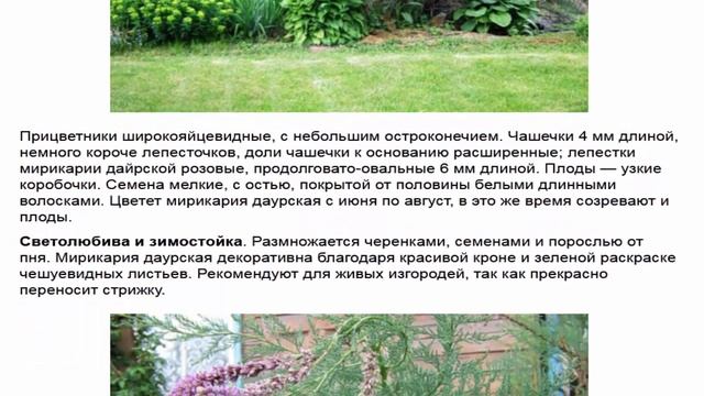 Мирикария