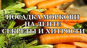 ПОСАДКА МОРКОВИ НА ЛЕНТЕ / как посадить морковь как ухаживать за морковью?