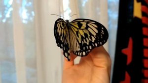 Тропическая БАБОЧКА у нас ДОМА! РУЧНАЯ! Как аккуратно брать бабочку на руку. Домашний бабочкарий.