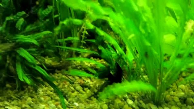 Содержание скалярий в видовом аквариуме смотреть онлайн