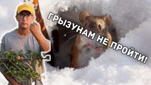 Как избавиться от ГРЫЗУНОВ на огороде?