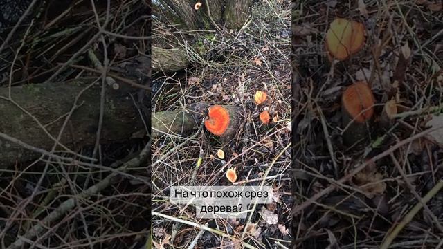 Сторис232/На что похож срез дерева?/Природа