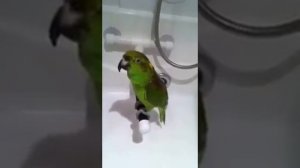 Птица просто клёвая.