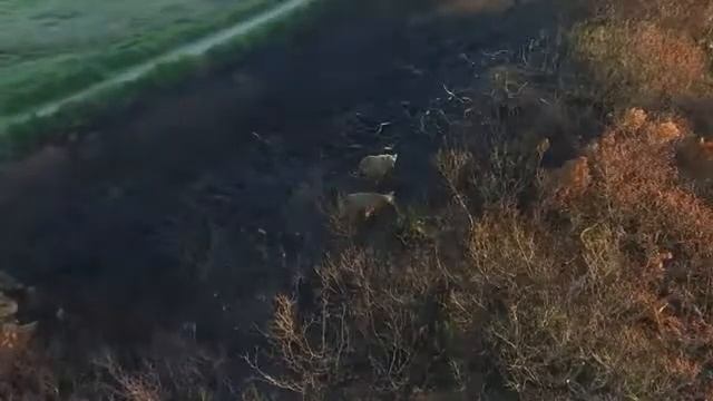 медведи смотреть онлайн