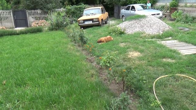 наконец выбрались из дома, обновки для Миши, удобрение для растений, Шаповаловы влог. смотреть онлайн