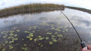 Мормоджиг.  Осенние приманки на окуня, форма и цвет