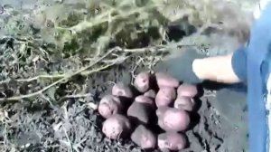 Картофель Уника/Potatoes Are Unique