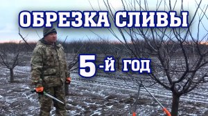 Правильная ОБРЕЗКА СЛИВЫ ⧸ 5-й год после посадки⧸Опытный участок