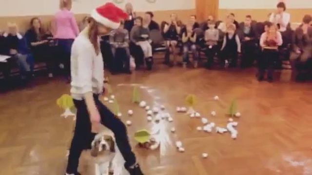 Собаки для жизни в школе интернате № 7, 26 12 2014 смотреть онлайн