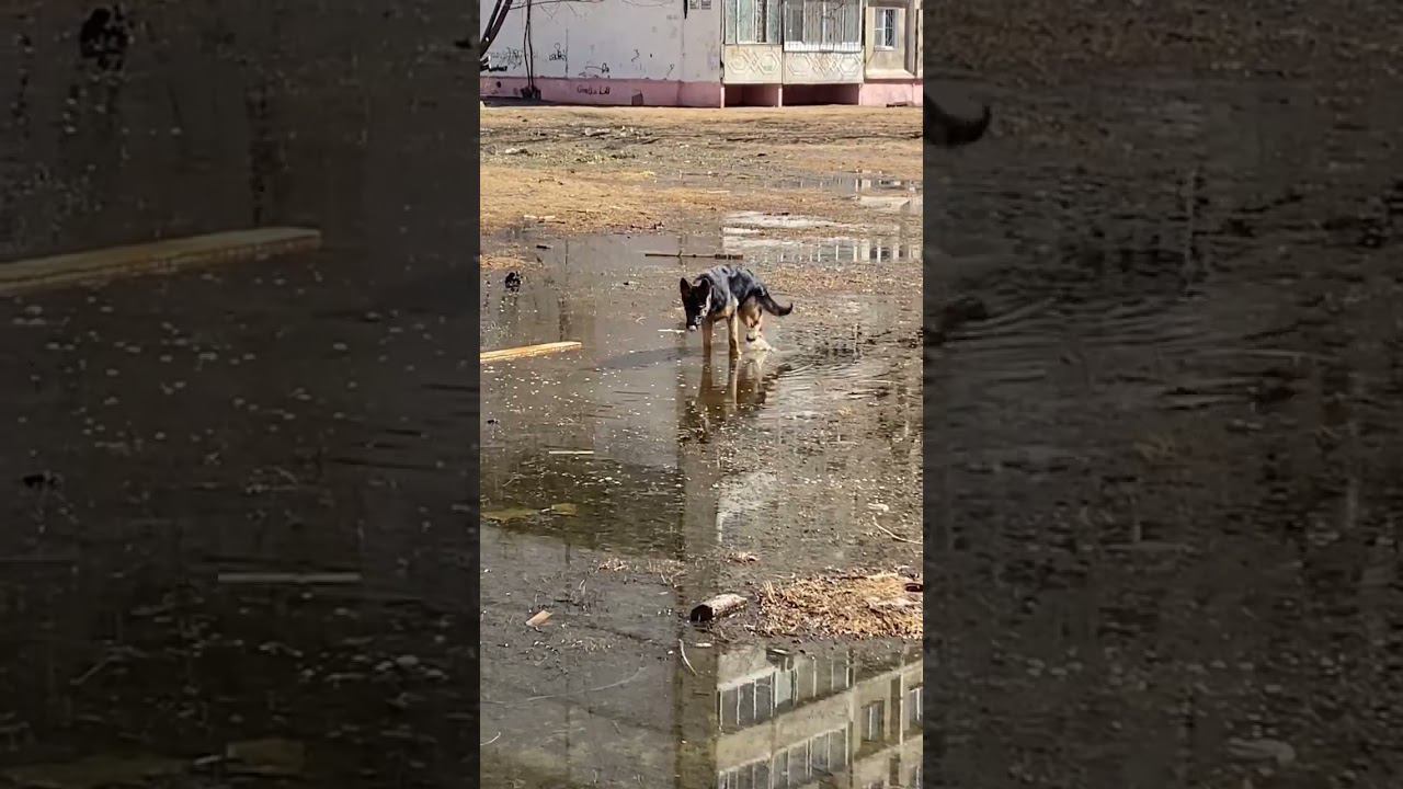 Любительница воды #собаки #dog #немецкаяовчарка смотреть онлайн