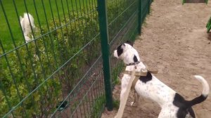 Питбуль охраняет територию