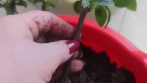 Черенки гортензии образовали корни в воде.Что делаем дальше