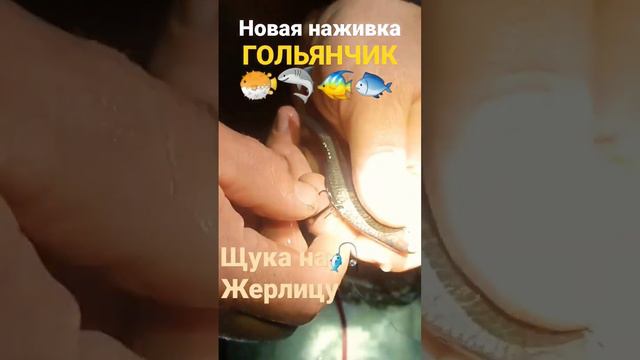 Новый вид живца - ГОЛЬЯНЧИК.🐟🐠 #fish #fishing #карась #вобла #рыбалка #щука #жерлица смотреть онлайн