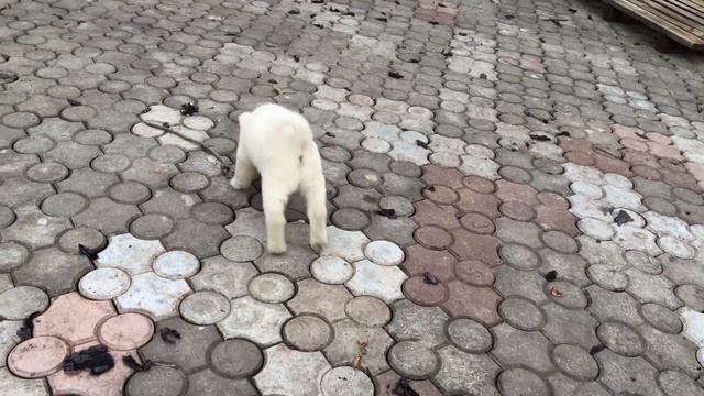 Щенок Западно Сибирьской Лайки смотреть онлайн