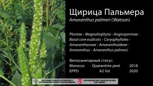 Щирица Пальмера  (Amaranthus palmeri)