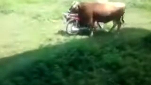 Прикол бык vs мотоцикла смотреть онлайн