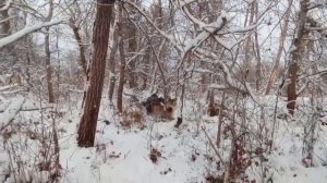 Охота с лайкой на кабана. Дон.