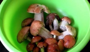 Грибное ассорти. Как почистить, порезать и пожарить лесные грибы