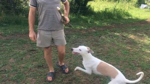Выпустили из заточения собак. Счастья нет предела . Жизнь в деревне