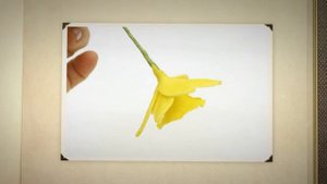 Предлагаю сделать искусственные цветы своими руками