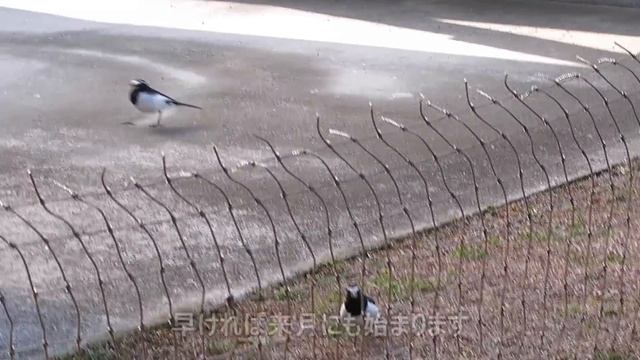 ハクセキレイのカッパ助 - セグロセキレイがやって来た смотреть онлайн