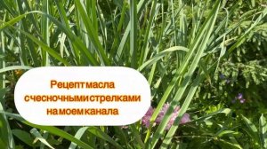 Клубничный чеснок или чесночная клубника? Вот в чем вопрос!