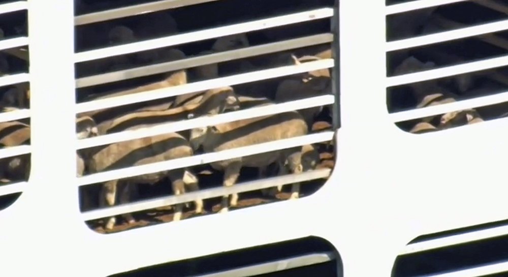 Заложники конфликта: 16 тысяч животных застряли на корабле / События на ТВЦ